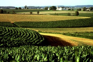 cornfield in iowa